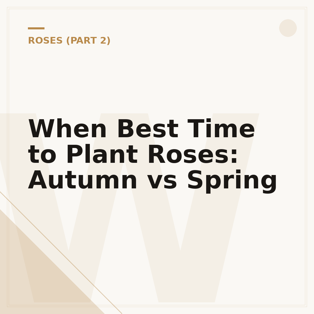 When Best Time to Plant Roses: Autumn vs Spring