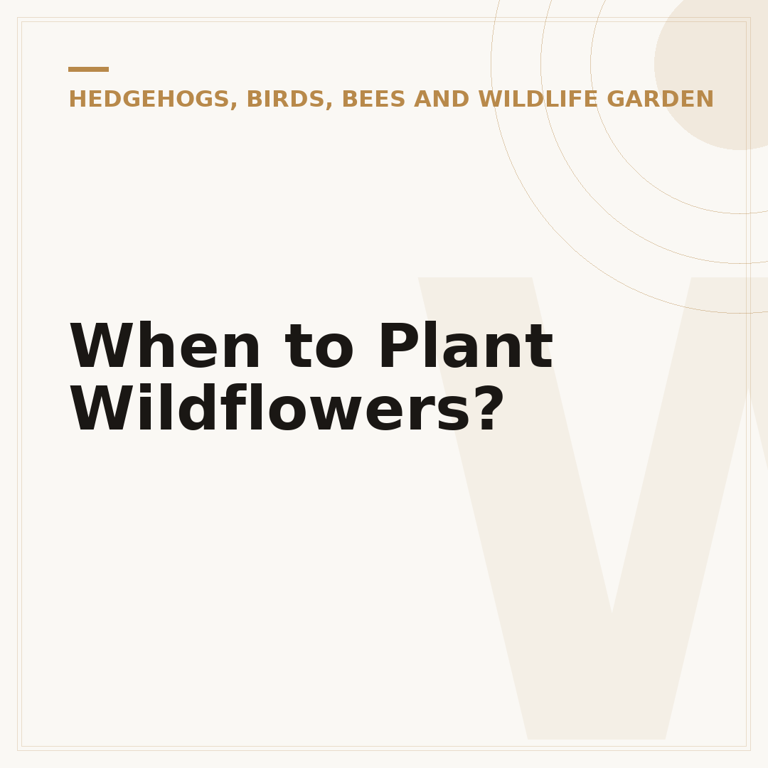 When to Plant Wildflowers?