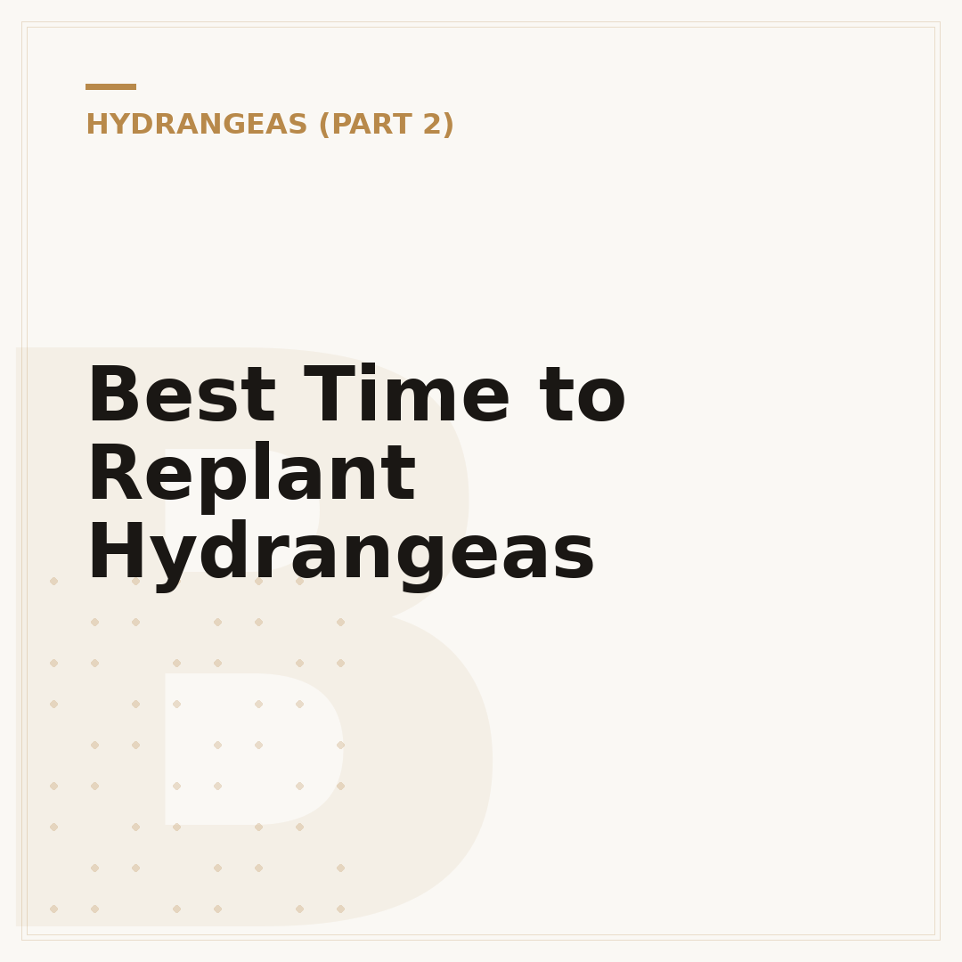 Best Time to Replant Hydrangeas