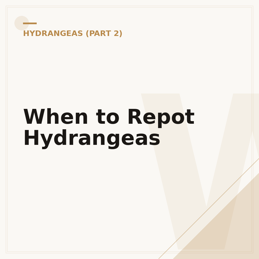 When to Repot Hydrangeas