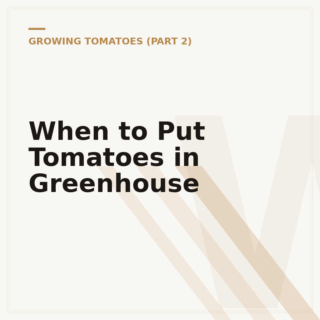 When to Put Tomatoes in Greenhouse