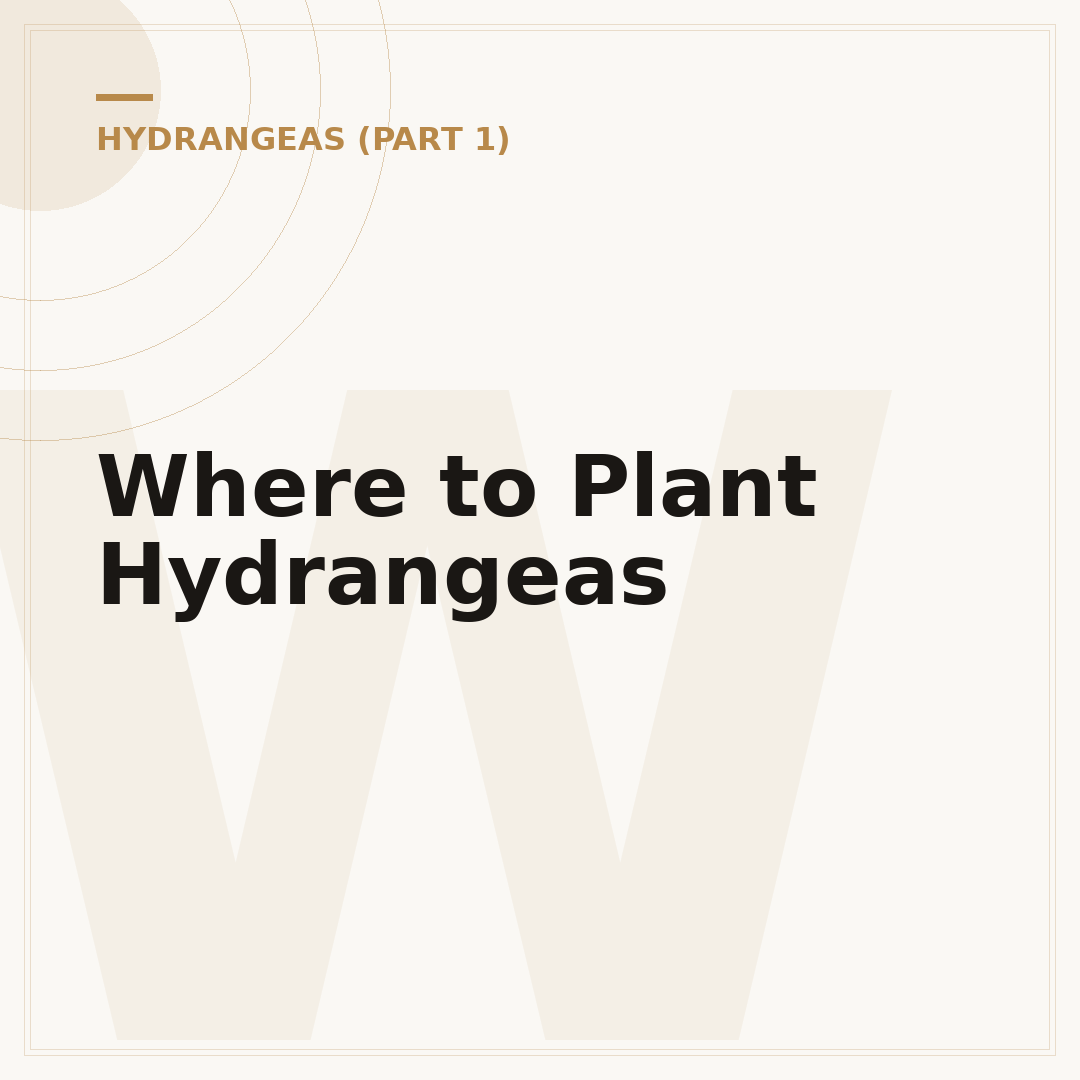 Where to Plant Hydrangeas