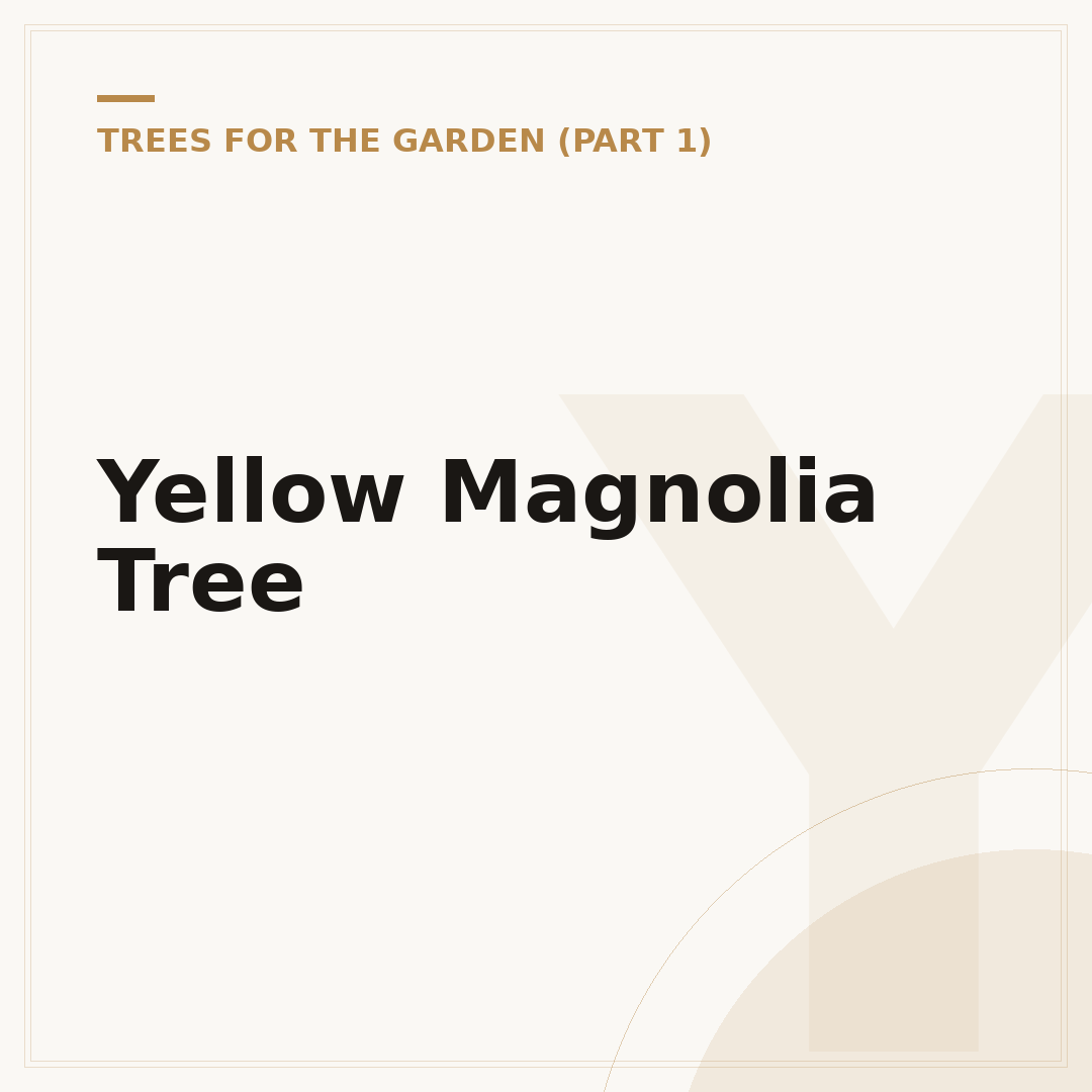 Yellow Magnolia Tree