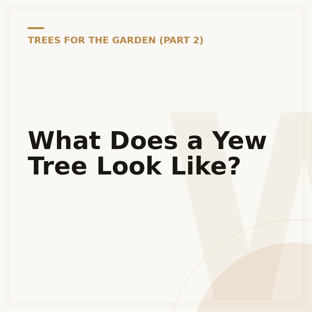 What Does a Yew Tree Look Like?